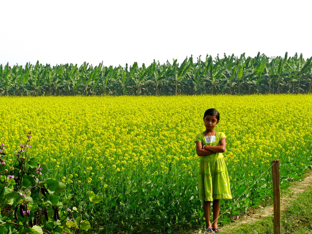 Can GM crops really “feed the world”? Challenging the Flawed Premise Behind Pushing GMOs into Indian Agriculture