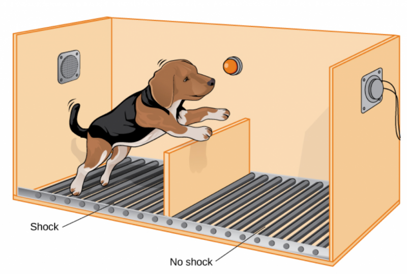 https://off-guardian.org/wp-content/medialibrary/Shuttle_Box_Dog_Orange-1024x690-1-800x539.png