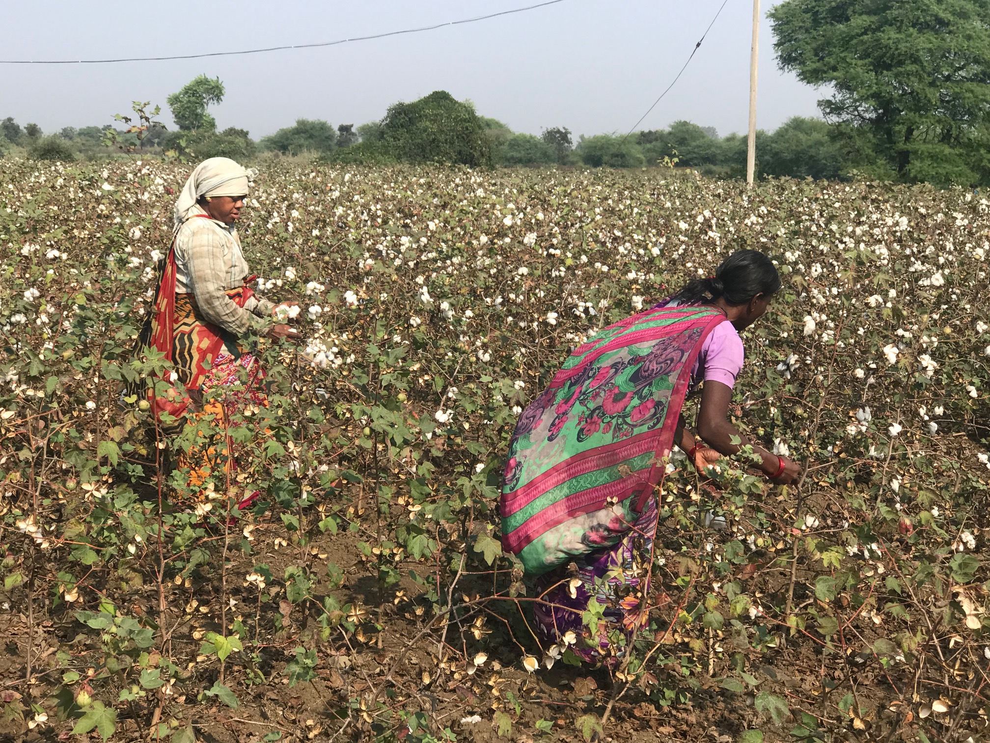 BT Cotton: Cultivating Farmer Distress in India
