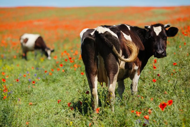 adobe stock cow flower field