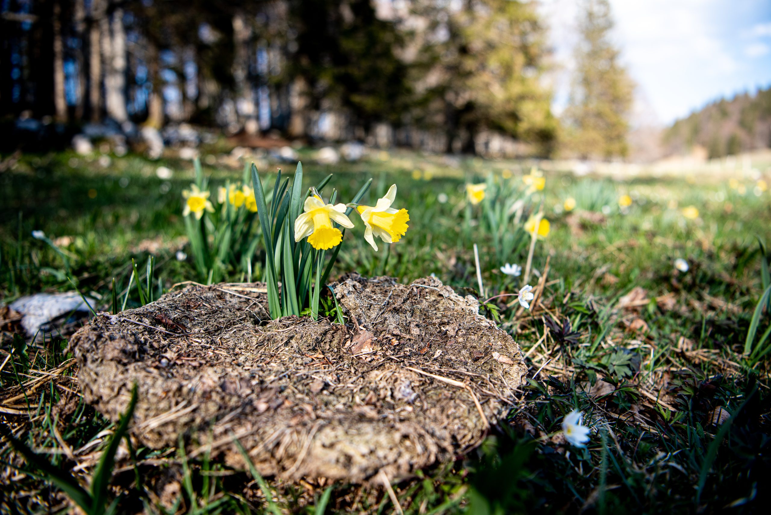 Cow Flatulations & Daffodils