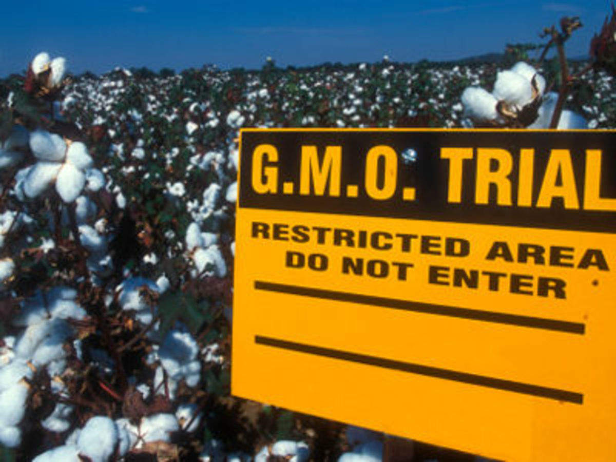 GM Crops: Experts Debunk Claims of Success Research reveals those pushing Bt Cotton in India have conflicts of interest